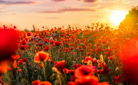 企业形象策划名词解释